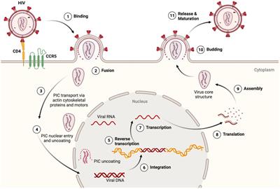 Microglial- neuronal crosstalk in chronic viral infection through mTOR, SPP1/OPN and inflammasome pathway signaling